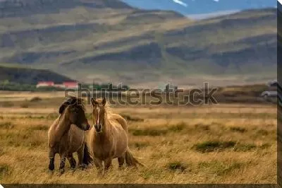 Исландские лошади на фоне живописного осеннего пейзажа