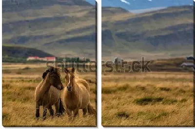 Исландские лошади на фоне живописного осеннего пейзажа