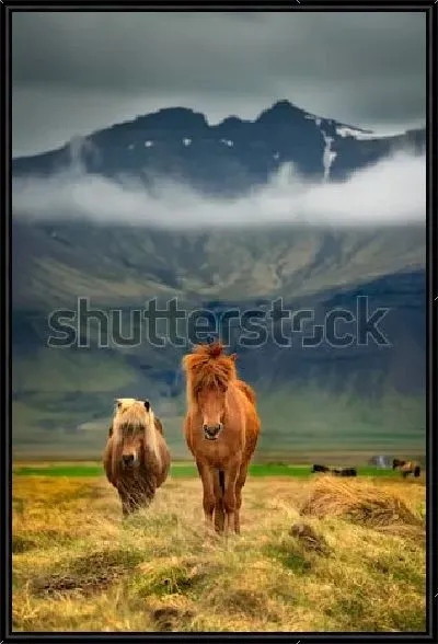 Картина Исландские рыжие лошади на фоне величественных гор (Исландия)