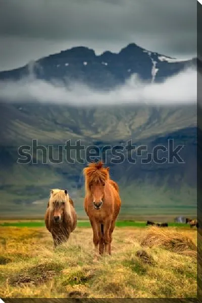 Постер Исландские рыжие лошади на фоне величественных гор (Исландия)