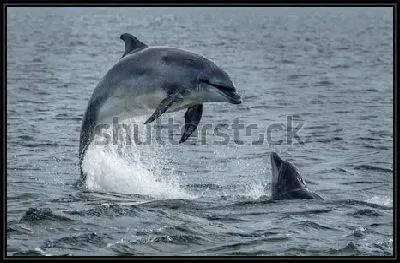 Картина Дельфины в открытом море