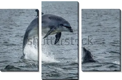 Дельфины в открытом море