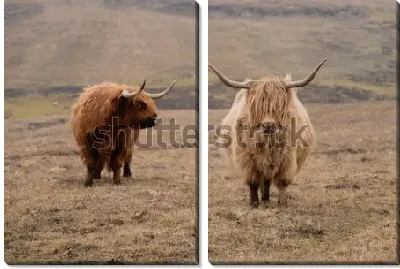 Модульная картина Шотландские шерстяные корова и бык на пастбище Шотландии