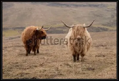 Шотландские шерстяные корова и бык на пастбище Шотландии