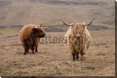 Шотландские шерстяные корова и бык на пастбище Шотландии