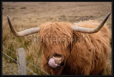 Выразительный портрет шотландского быка с высунутым языком (Шотландия)