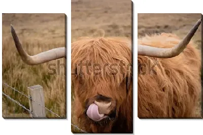 Выразительный портрет шотландского быка с высунутым языком (Шотландия)