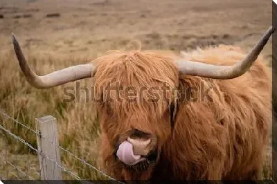 Выразительный портрет шотландского быка с высунутым языком (Шотландия)