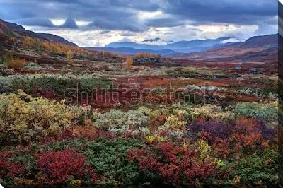 Великолепный осенний пейзаж разноцветных горных долин Северной Швеции