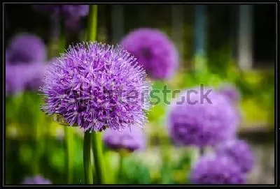 Красивое яркое соцветие сиреневого лука