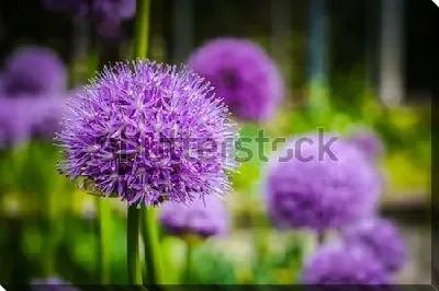 Красивое яркое соцветие сиреневого лука