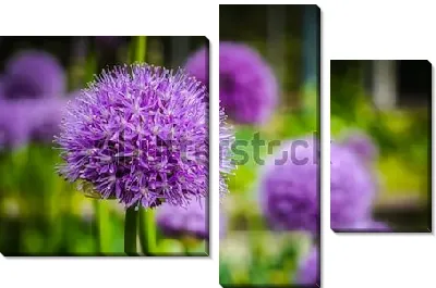 Красивое яркое соцветие сиреневого лука