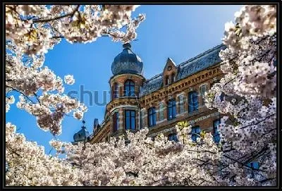 Картина Великолепный весенний Гётеборг с цветущими вишнёвыми деревьями на фоне красивого дворца