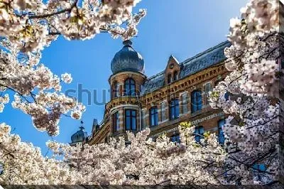 Постер Великолепный весенний Гётеборг с цветущими вишнёвыми деревьями на фоне красивого дворца