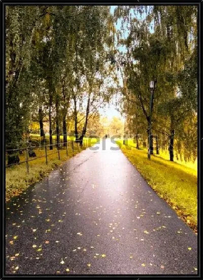 Картина Красивая аллея в берёзовой роще после дождя