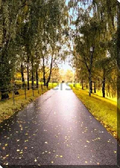 Постер Красивая аллея в берёзовой роще после дождя