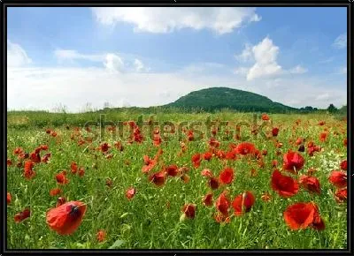 Картина Красивое маковое поле на фоне горы Ржип (Чехия)