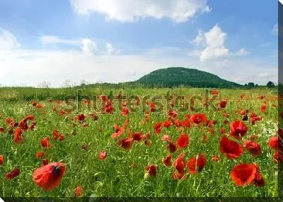 Красивое маковое поле на фоне горы Ржип (Чехия)