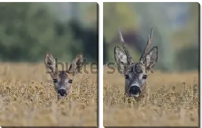 Две косули в хлебном поле