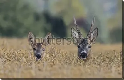 Две косули в хлебном поле