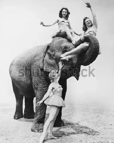 Плакат Три девушки-дрессировщицы со слоном