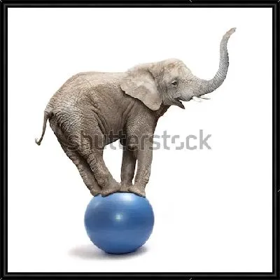 Забавный весёлый слон балансирует на мяче