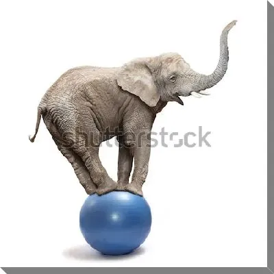 Забавный весёлый слон балансирует на мяче