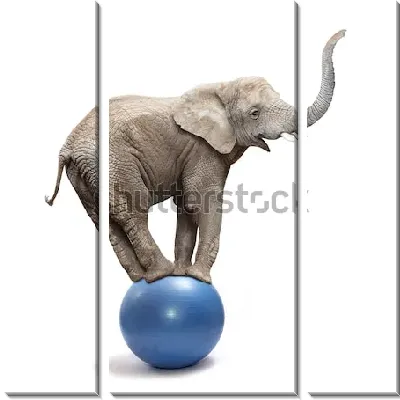 Забавный весёлый слон балансирует на мяче