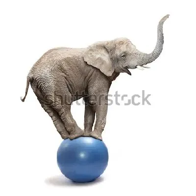 Забавный весёлый слон балансирует на мяче