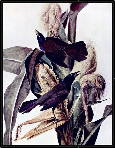 Картина Кукуруза (Corn)