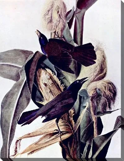 Картина Кукуруза (Corn)