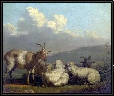 Овцы и козы