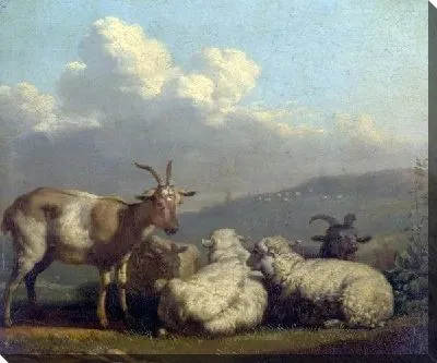 Овцы и козы