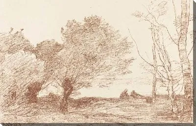 Ивы и белые тополя