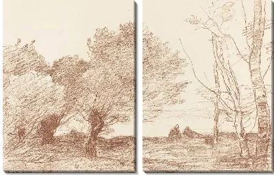 Ивы и белые тополя