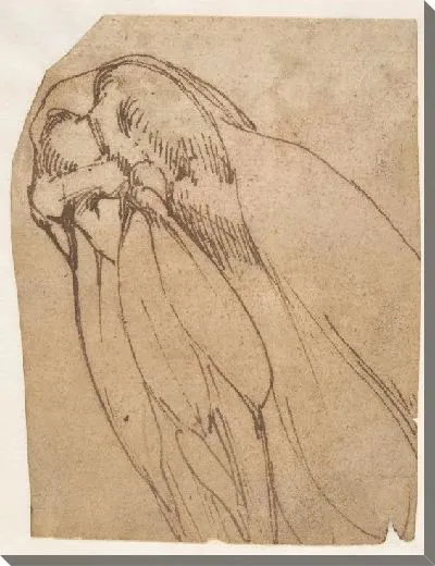 Картина Анатомическое исследование колена