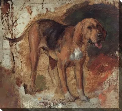 Исследование бладхаунда