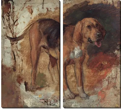 Исследование бладхаунда