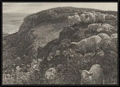 На склоне холма (бродячие овцы)