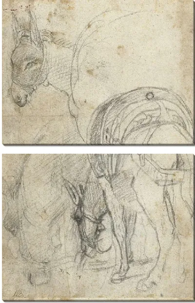 Картина Этюды осла