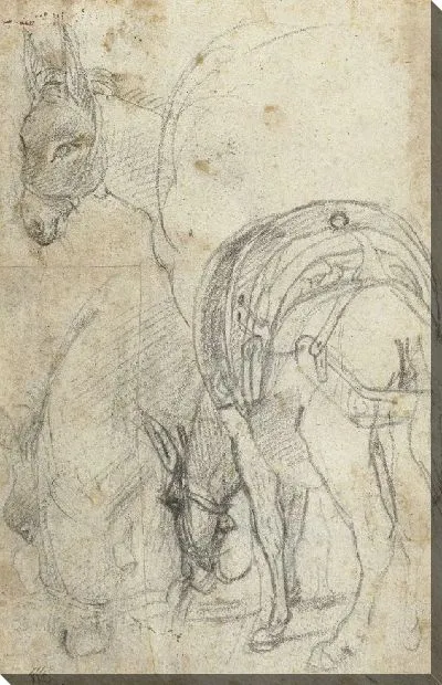 Картина Этюды осла