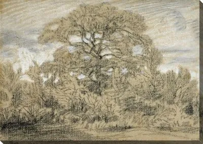 Картина Изучение дуба