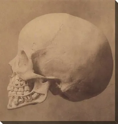 Картина 1-й и 2-й прорезывания зубов у ребенка от 6 до 12 лет