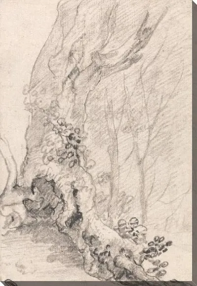 Картина Исследование старого дерева: ствол и покрытые ползучими растениями корни