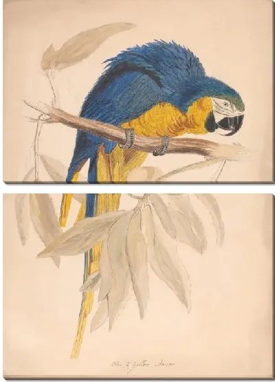 Картина Синяя и желтая ара