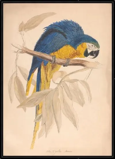 Картина Синяя и желтая ара