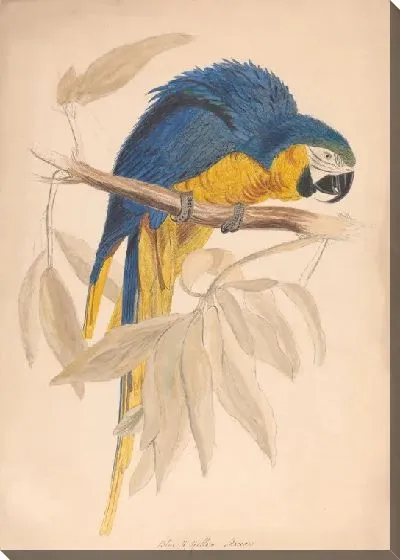 Картина Синяя и желтая ара