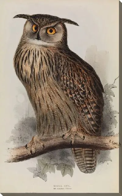 Картина Филин, Бубо Максимус