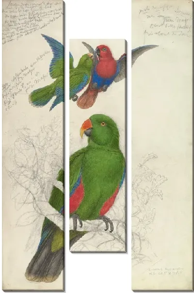 Картина Благородный зелёно-красный попугай
