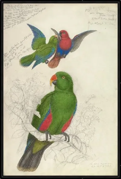 Картина Благородный зелёно-красный попугай